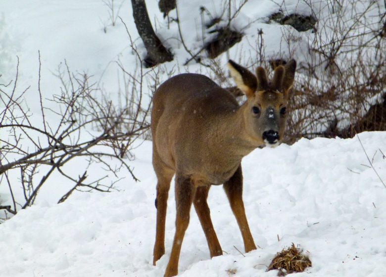 Observation des bouquetins des Alpes