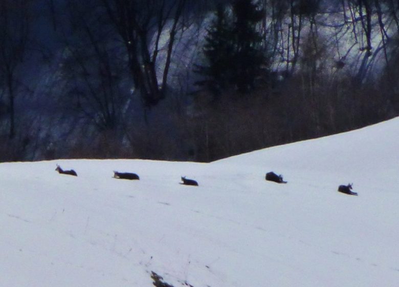 Observation des bouquetins des Alpes