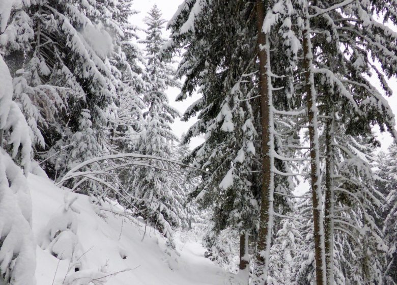 Rando trappeurs en forêt