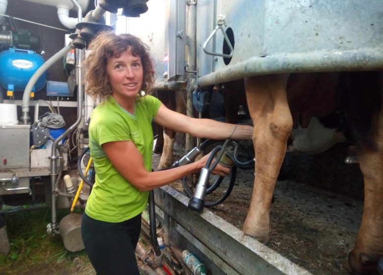 Traite des vaches et soirée en alpage