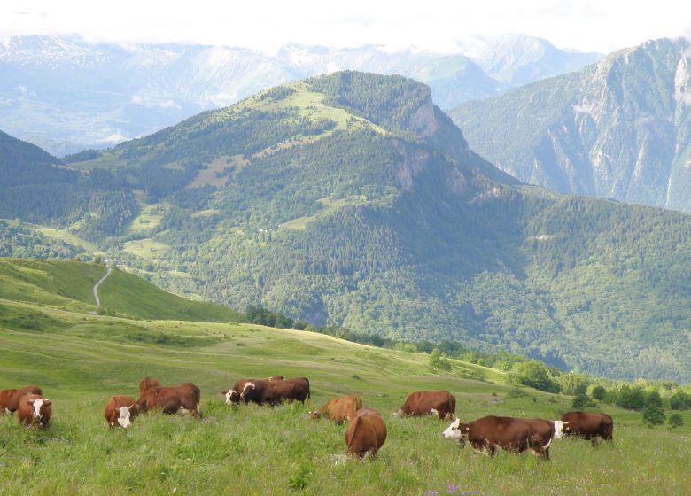 Traite des vaches et soirée en alpage