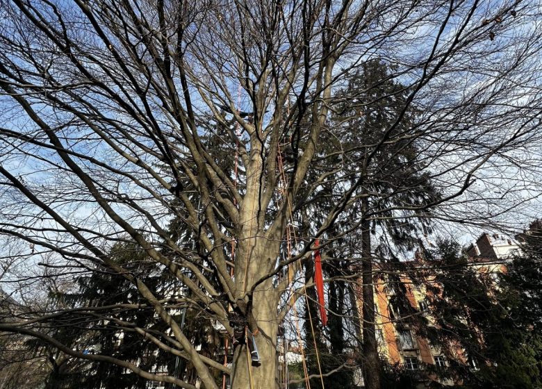 Yoga et grimpe d’arbres